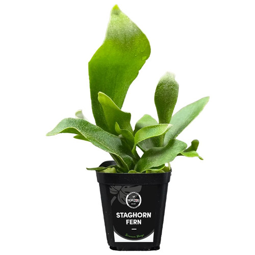 Staghorn fern - staghorn,
