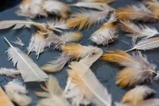 50 White Cream Quail Feathers