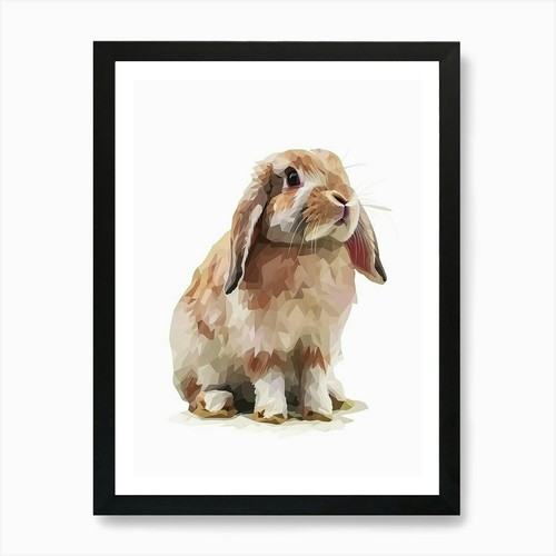 Holland lop rabbit - holland,