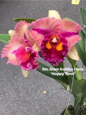 Rare Cattleya / Rlc. Siam