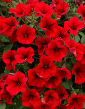 6 Trailing Petunia Surfinia