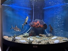 Juwel large aquarium fish - large, tank