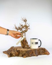 Tanuki Bonsai Driftwood Fish Tank Vivarium Decoration Real Wood Untreated