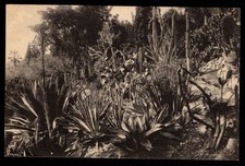 MEXICO POSTCARD - THE MORTOLA GARDEN, HANBURY VEGETATION