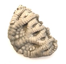 Fossil Crinoid Taxocrinus Collettti
