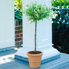 Salix Integra 'Hakuro Nishiki'