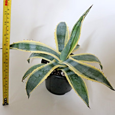 Agave Americana Variegata