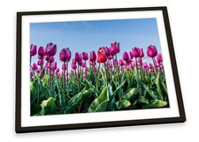 Floral Tulips Landscape Flowers Purple FRAMED ART PRINT Picture Poster Artwork