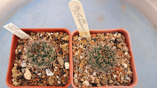Pyrrhocactus multicolorispinus