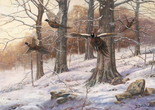 Pheasants burst winter - 'a,