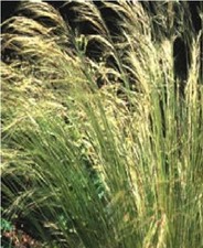 Ornamental Grass - Stipa