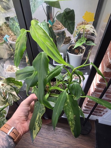 Rare philodendron domesticum - rare,
