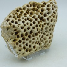 Jurassic Corallian Fossil