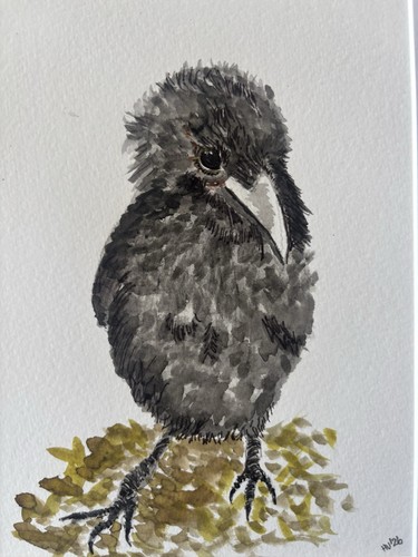 Fledgling crow watercolour - fledgling,