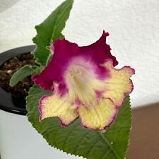 Streptocarpus VAT-Red