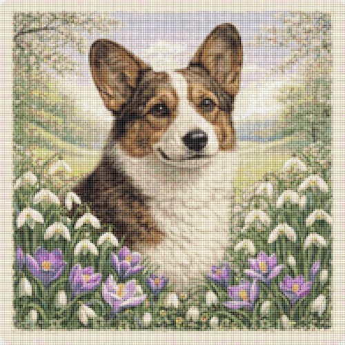 Cardigan welsh corgi - cardigan, dog