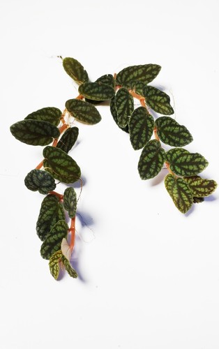 Pellionia procris pulchra - pellionia, 2x