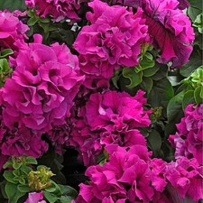 PETUNIA DOUBLE TRAILING F1