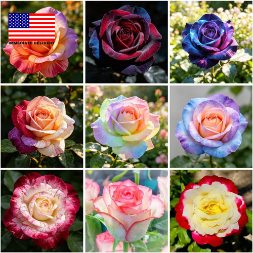 500 mixed rare rose - rose, seeds