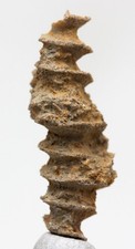 ARCHIMEDES SCREW BRYOZOA