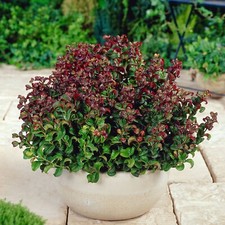 Leucothoe axillaris ‘Curly