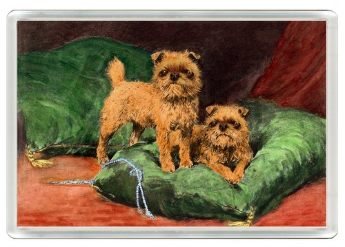 Brussels griffon dog fridge - brussels,