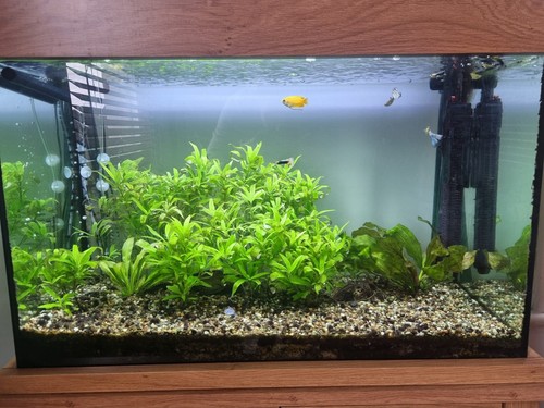 Aqua one oakstyle 145 aquarium - 145,