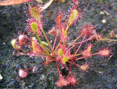 Drosera anglica seeds - anglica,