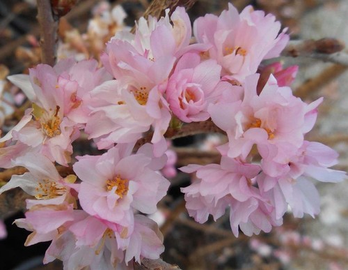 Patio prunus autumnalis rosea - patio,