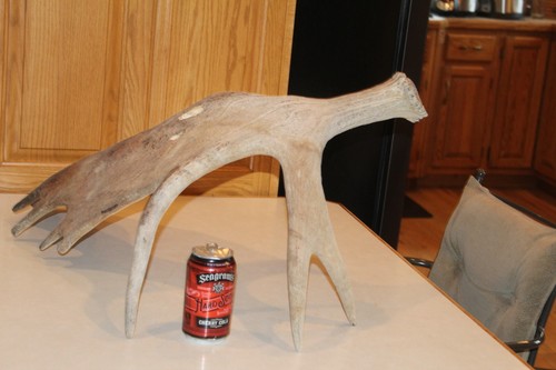Moose shed antler whitetail - moose,