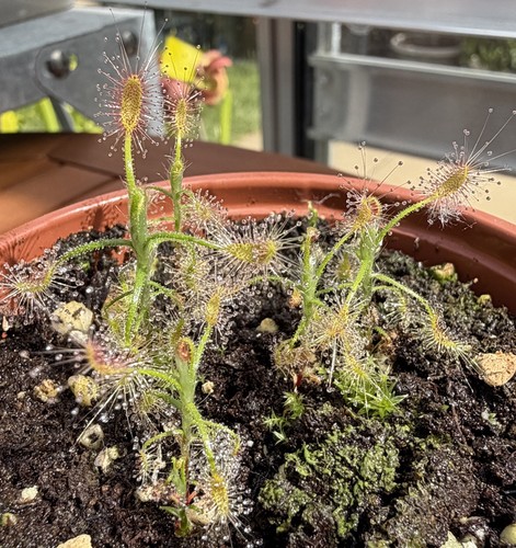 Pygmy sundew drosera - pygmy,