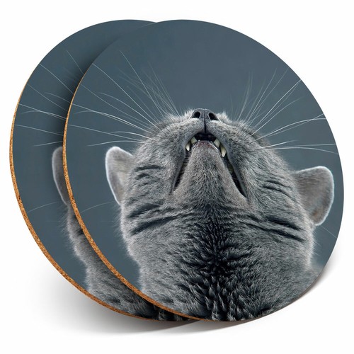 Coasters funny cute cat - -,