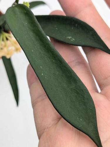 Hoya pandurata node - 1-node,, 2