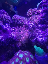 tri color bubble tip anemone