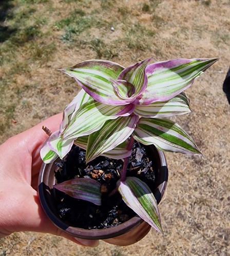 Tradescantia callisia - tradescantia,