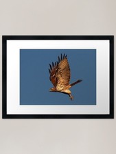 1008111 Red Tailed Hawk Framed