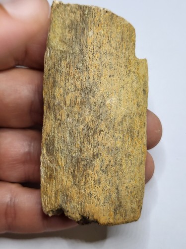 Dinosaur rib fossil late - fossil.,