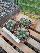 Mammillaria vetula var