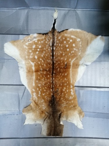 Fallow deer skin hide pelt