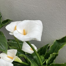 10 Baby Calla Plants White