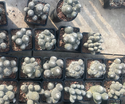 Sale multi heads rare cacti - sale,