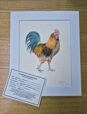 The Cockerel Limited Edition