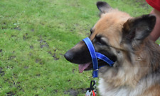 Reflective Dog Training Halter