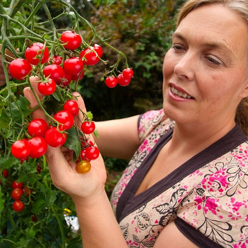 Super size tomato plug plants - plug,