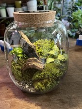 Ready Made Terrarium Landscape Plants 20cm Tall