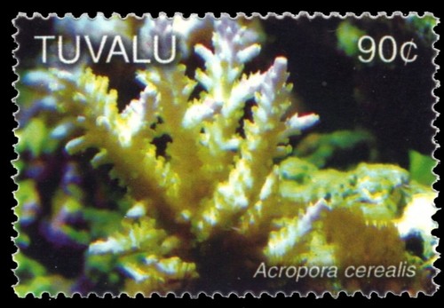 Tuvalu 1003 marine corals - tuvalu,