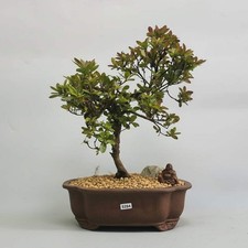 Azalea (Rhododendron) Premium