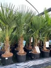 Trachycarpus fortunei fan - fortunei, palm