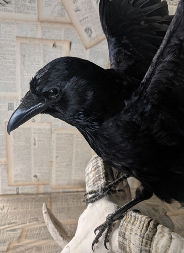 Taxidermy crow open wings - crow, no