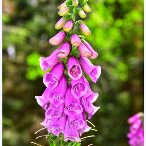 Digitalis purpurea native - digitalis,